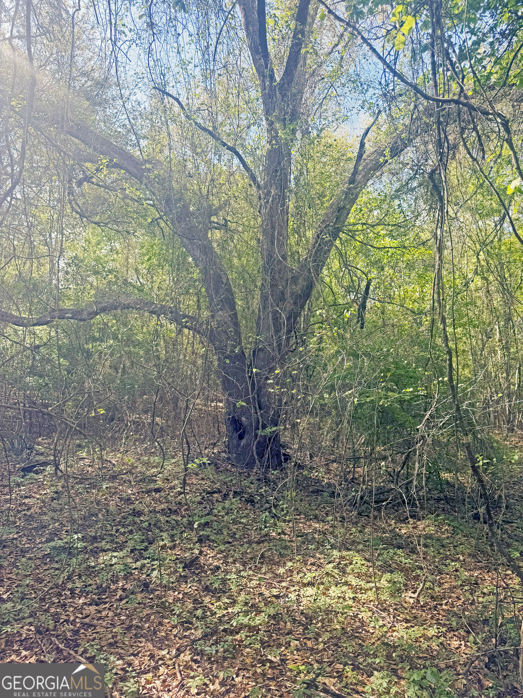 0 Cumbie Road Climax, GA 39834 - Photo 21 of 37 a backyard of a house with lots of green space