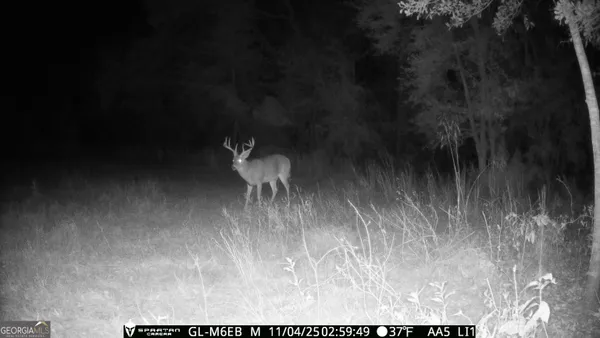 $310,000 | 0 Cumbie Road, Climax, GA 39834