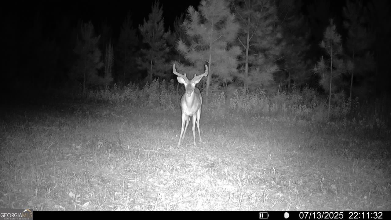 0 Cumbie Road Climax, GA 39834 - Photo 29 of 37