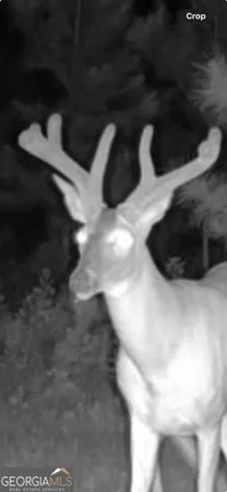 $310,000 | 0 Cumbie Road, Climax, GA 39834