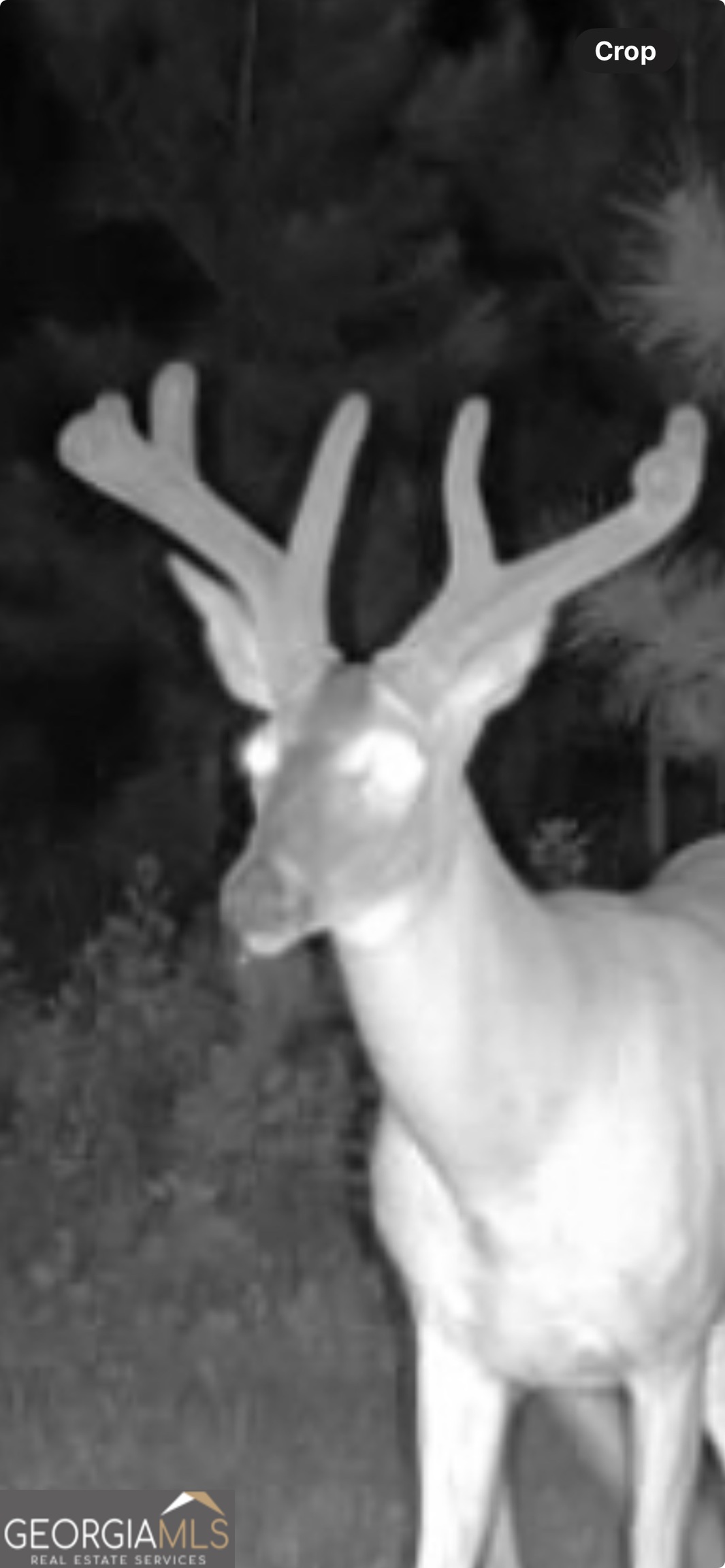 0 Cumbie Road Climax, GA 39834 - Photo 32 of 37