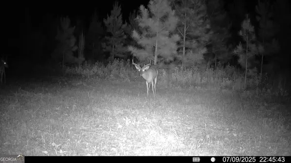 $310,000 | 0 Cumbie Road, Climax, GA 39834