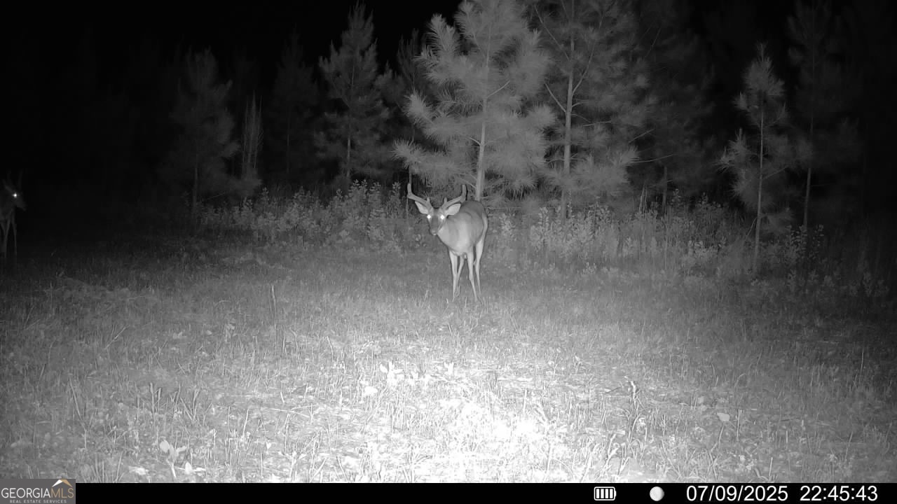 0 Cumbie Road Climax, GA 39834 - Photo 34 of 37 a view of outdoor space and yard