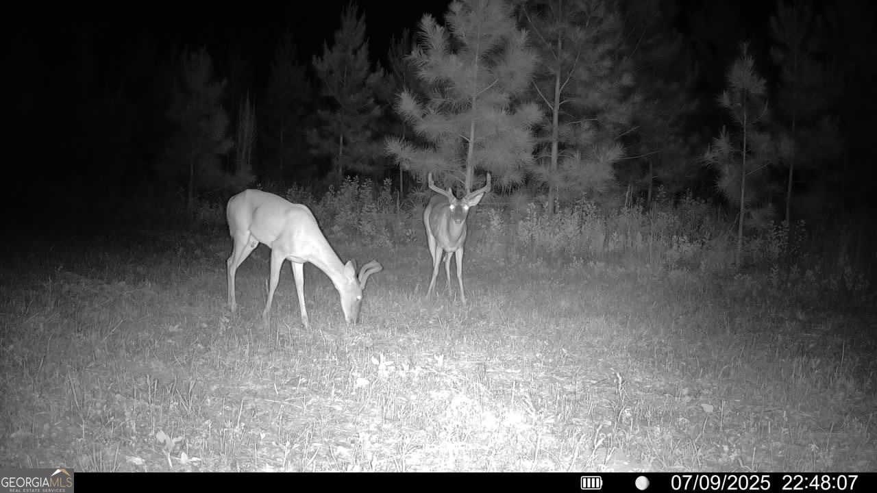 0 Cumbie Road Climax, GA 39834 - Photo 35 of 37 a view of a yard