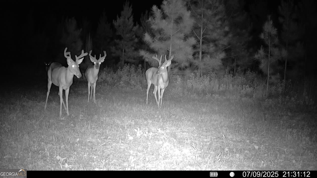 0 Cumbie Road Climax, GA 39834 - Photo 36 of 37