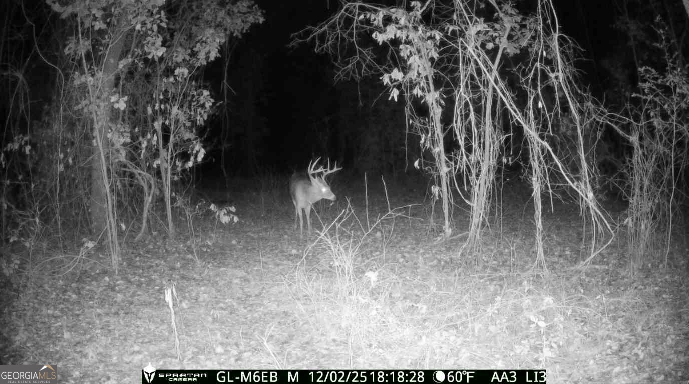 0 Cumbie Road Climax, GA 39834 - Photo 4 of 37