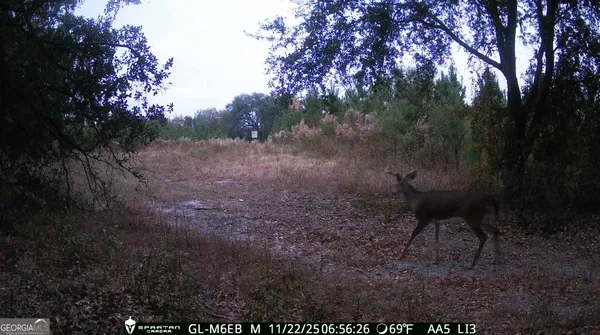 $310,000 | 0 Cumbie Road, Climax, GA 39834