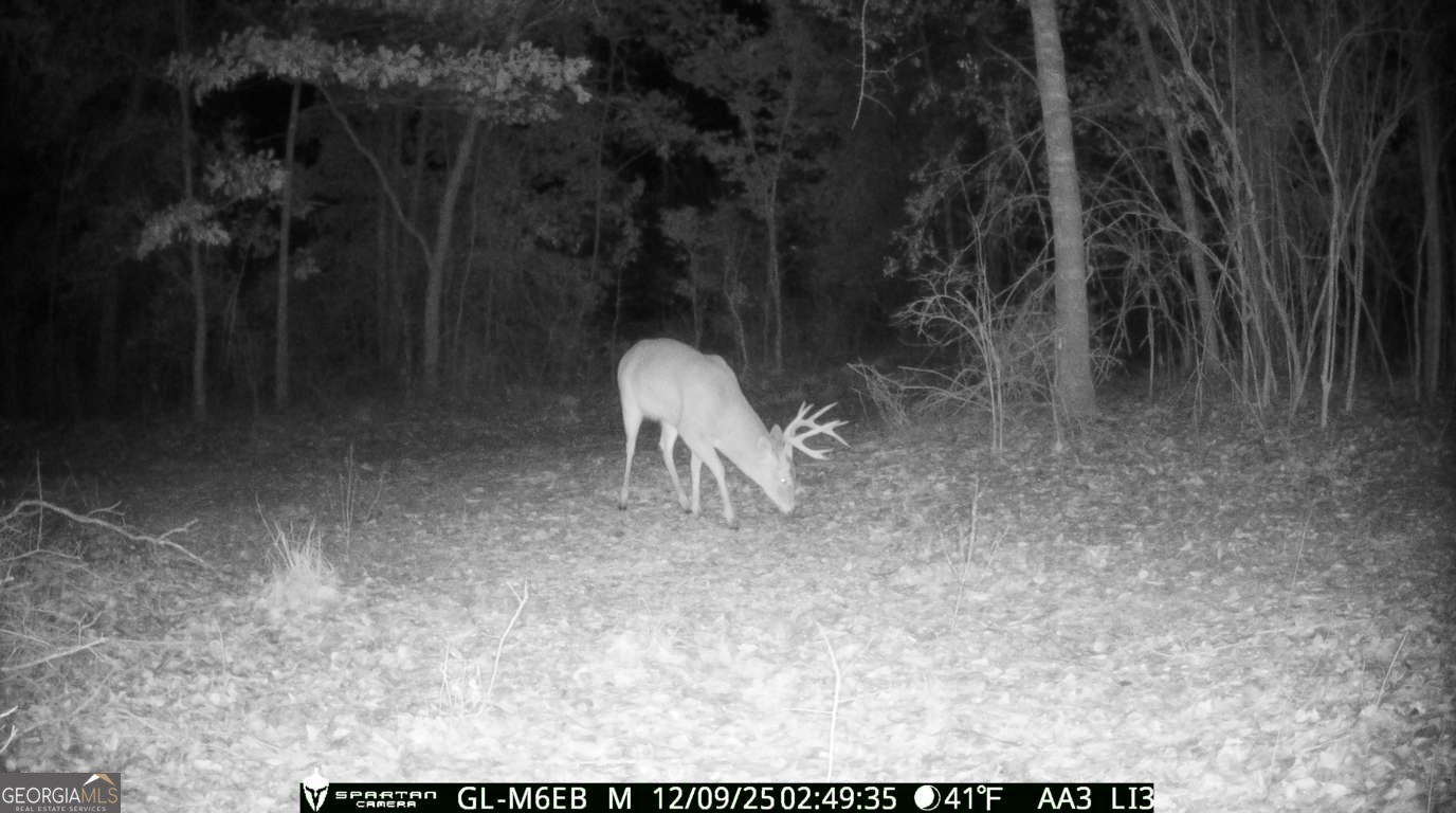 0 Cumbie Road Climax, GA 39834 - Photo 6 of 37 a view of a forest