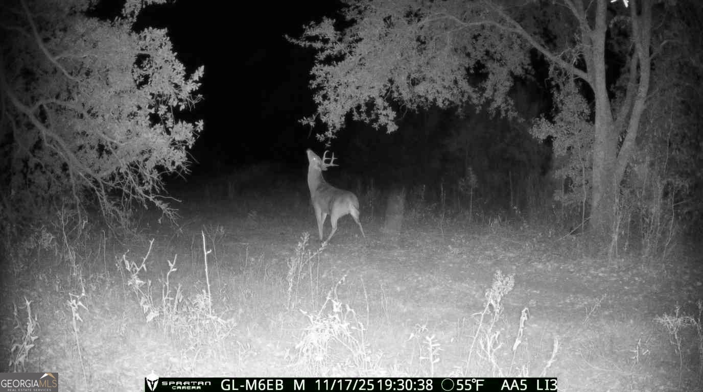 0 Cumbie Road Climax, GA 39834 - Photo 7 of 37