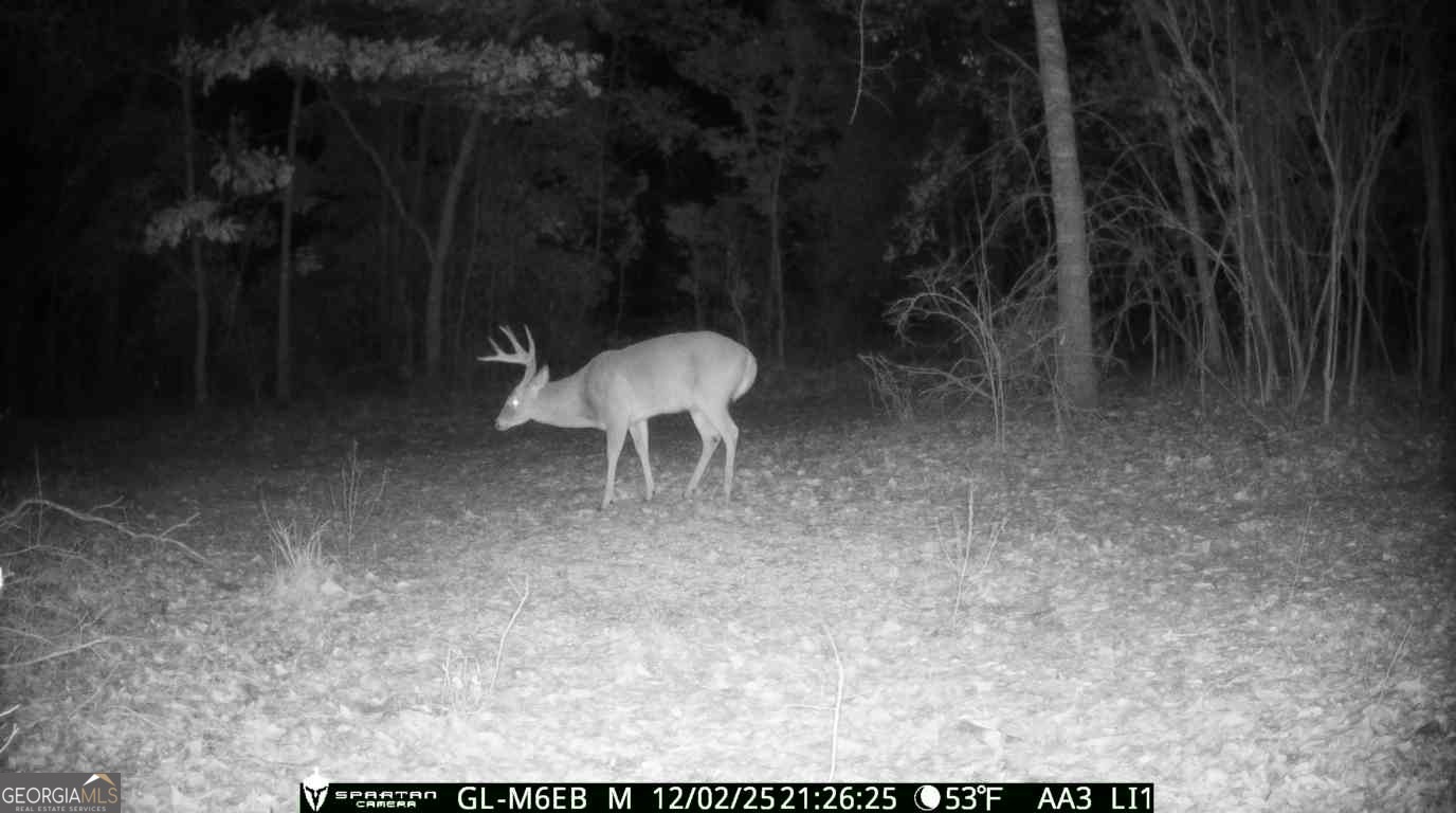 0 Cumbie Road Climax, GA 39834 - Photo 8 of 37 a view of a yard