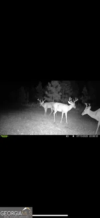 $310,000 | 0 Cumbie Road, Climax, GA 39834