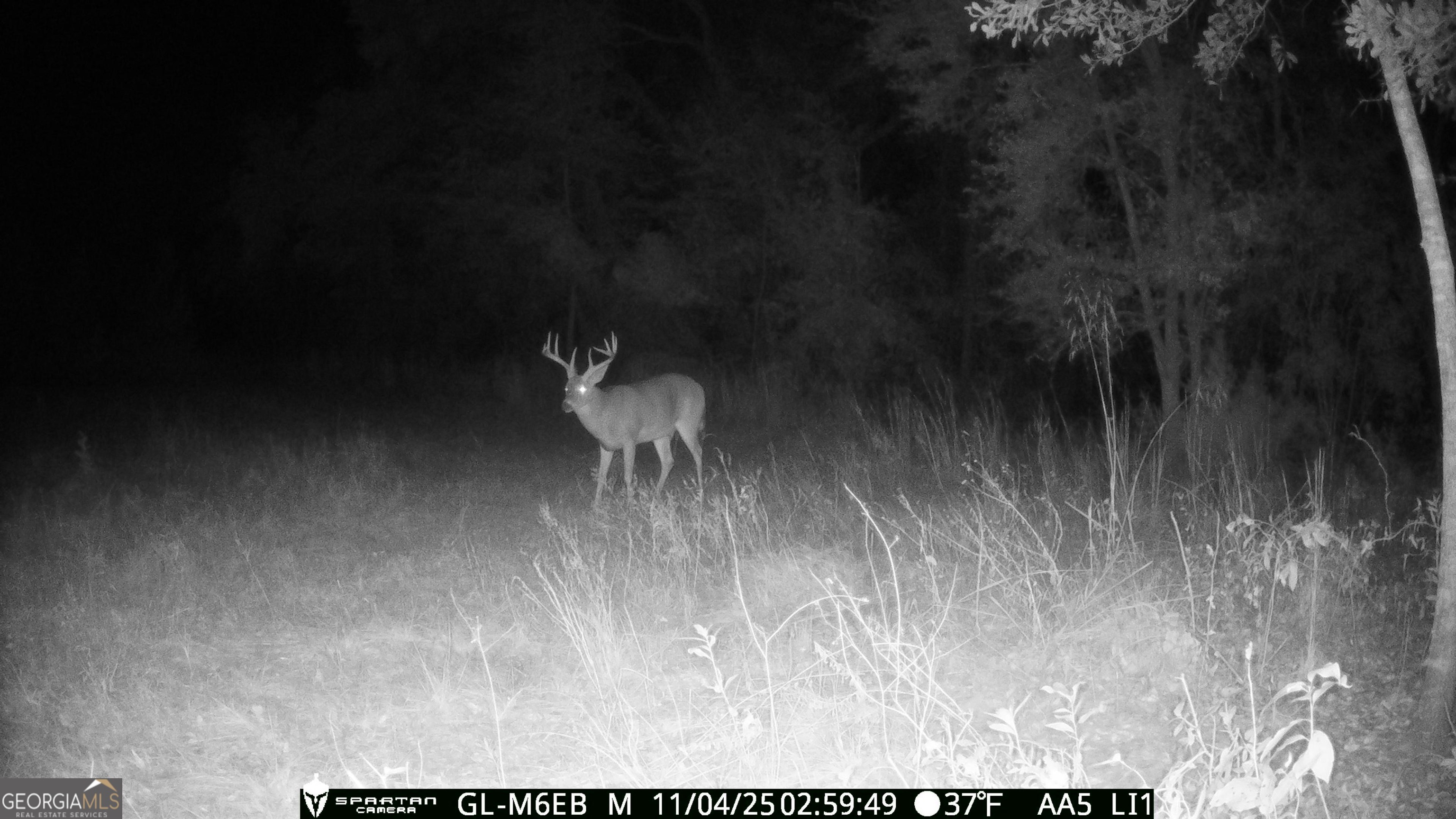 0 Cumbie Road Climax, GA 39834 - Photo 10 of 37