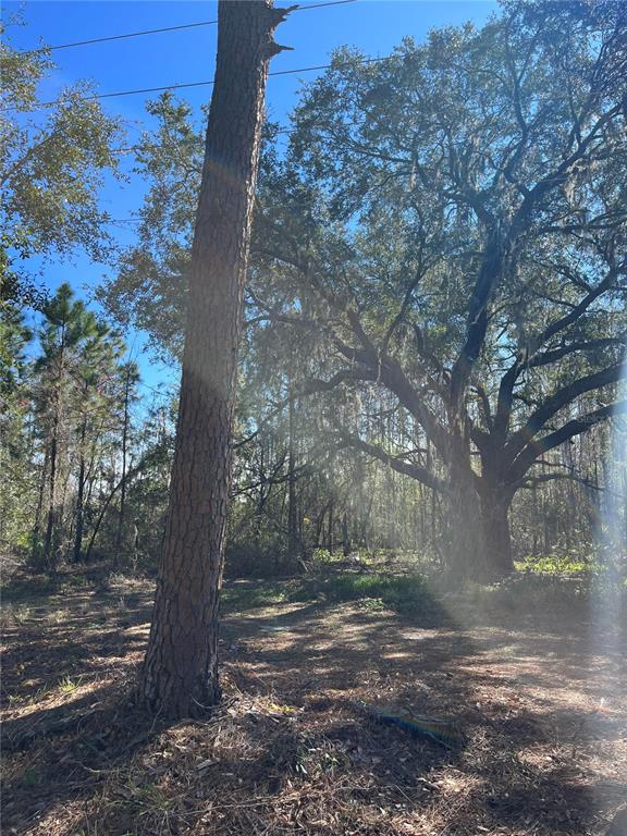 Mt Pleasant Road Groveland, FL 34736 - Photo 4 of 15
