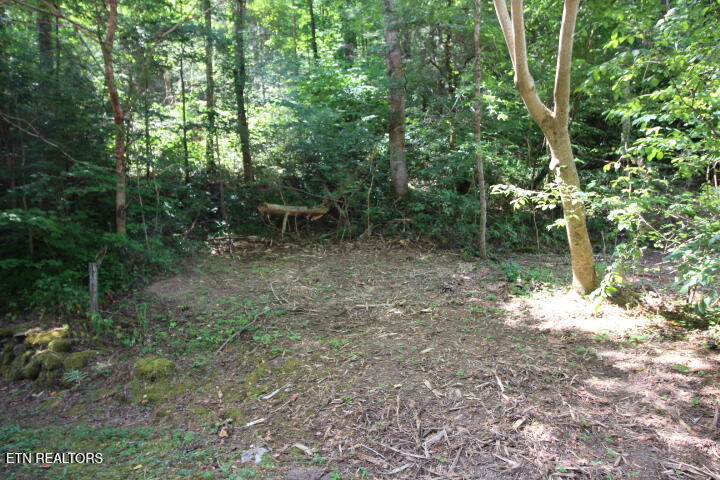 1970 Carrs Creek Road Townsend, TN 37882 - Photo 16 of 59 1970 Carrs Creek 030