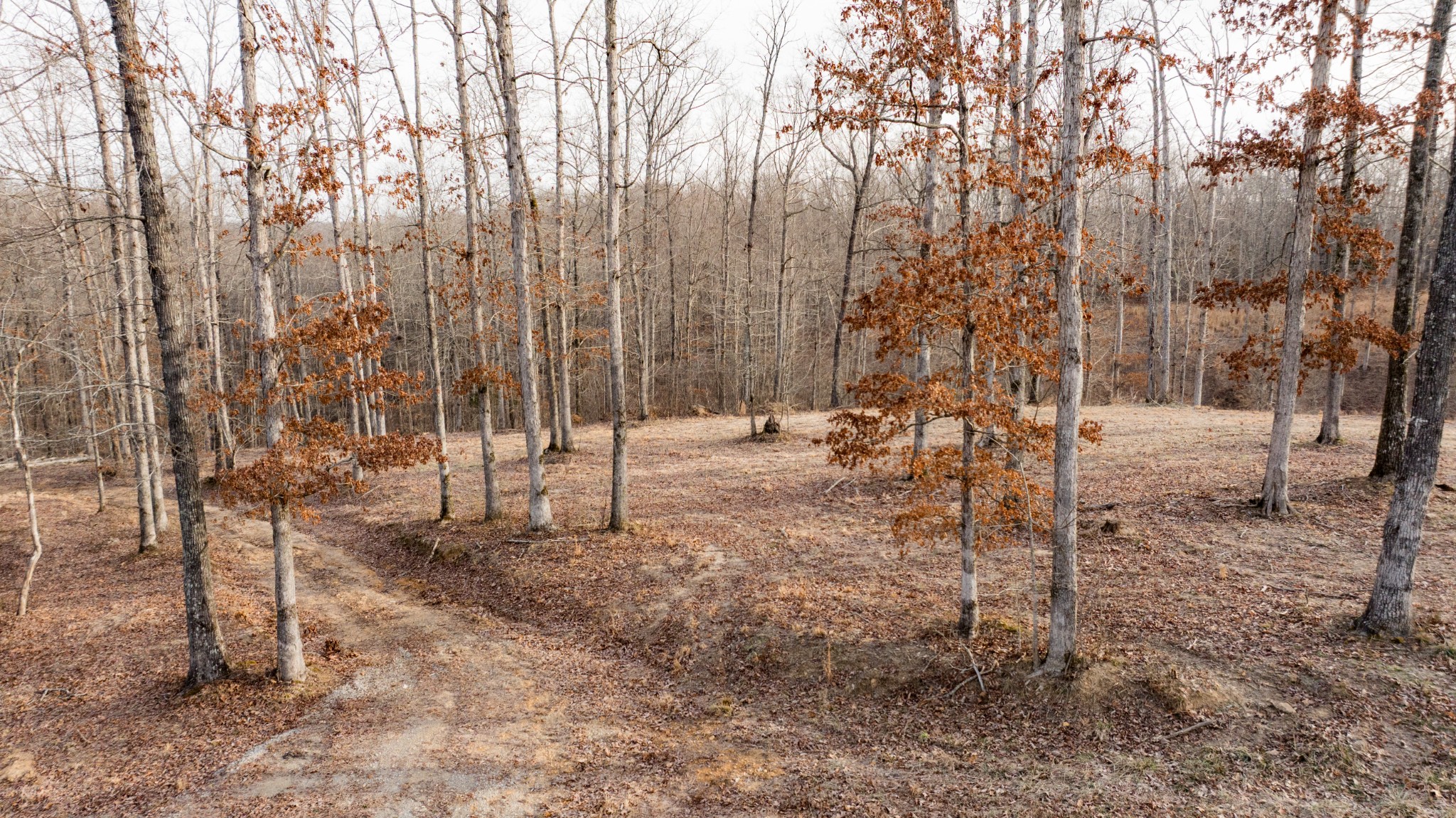 4 Pinewood Road Nunnelly, TN 37137 - Photo 5 of 16 a view of yard