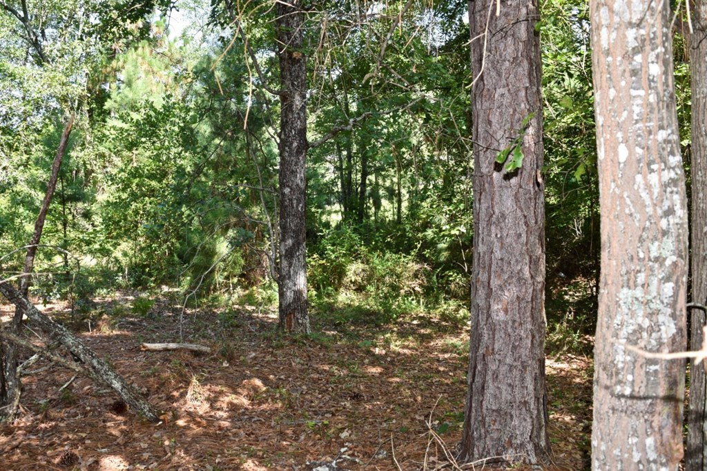Lot 5 Fire Tower Road Aiken, SC 29803 - Photo 3 of 4