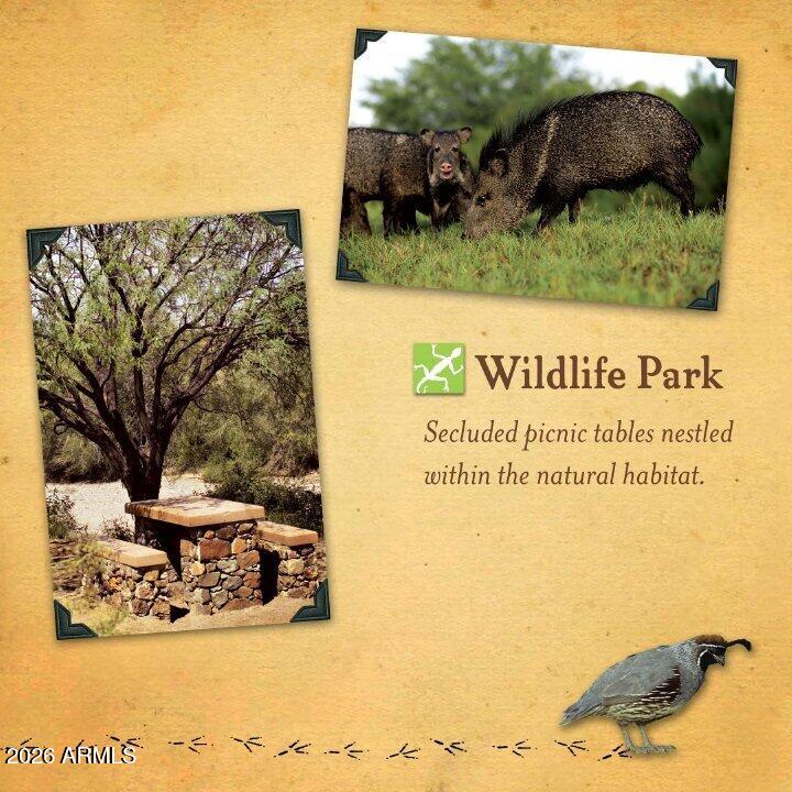 12731 West Eagle Ridge Lane Peoria, AZ 85383 - Photo 52 of 88 15 - Wildlife Park
