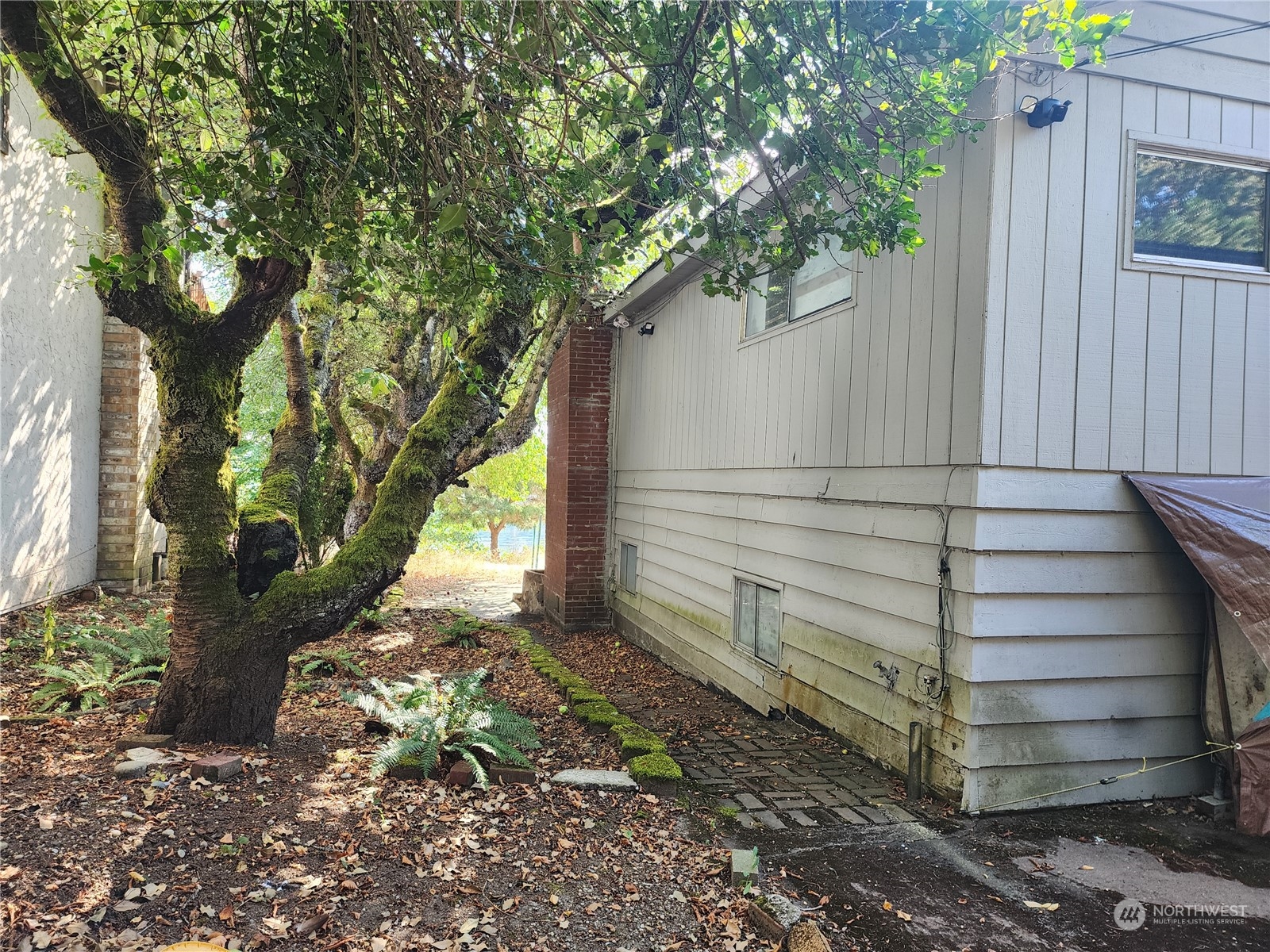 2325 Wheaton Way Bremerton, WA 98310 - Photo 10 of 34 a view of a yard with plants and a large tree