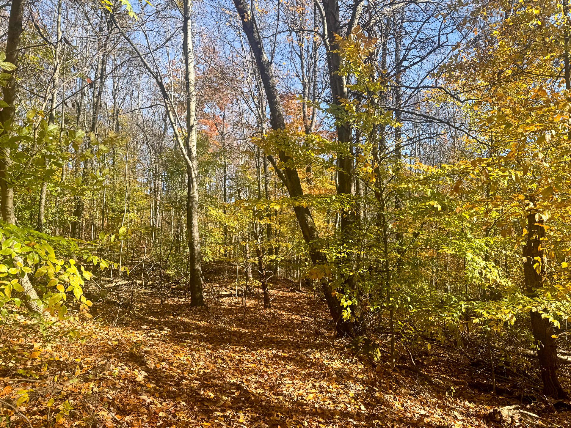 908 Nibert Road, Unit PONDS POPLAR RIDGE TRACT 2) Gallipolis, OH 45631 - Photo 10 of 25 CT-10