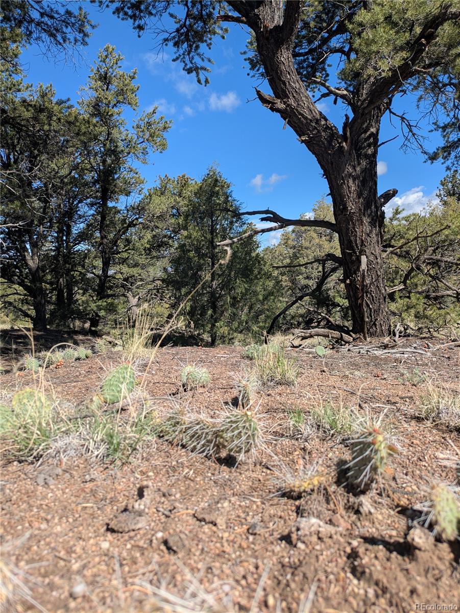 1814 Lobo Point Crestone, CO 81131 - Photo 10 of 13