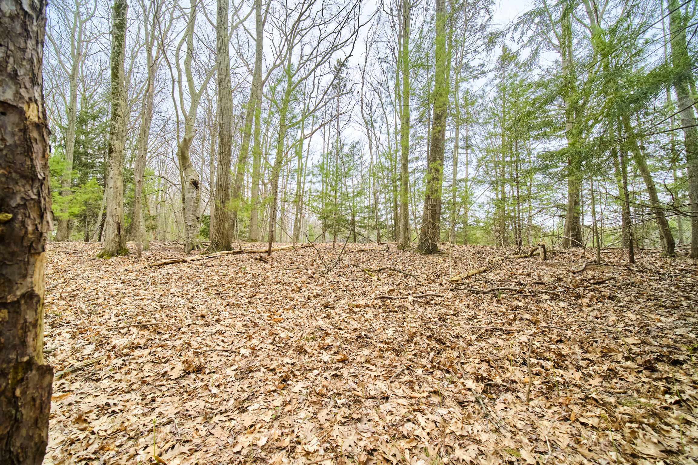 Piney Road