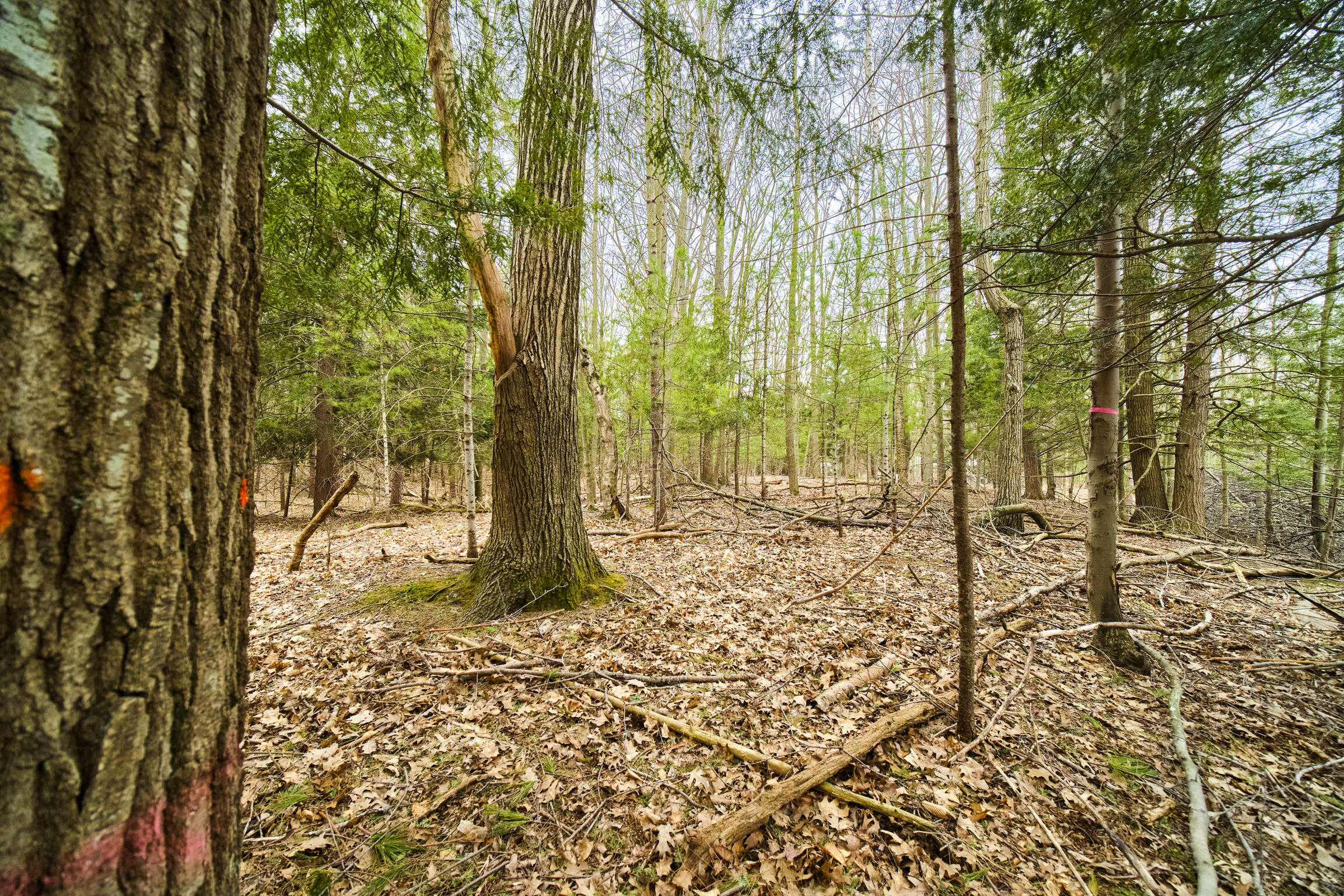 East Piney Road Manistee, MI 49660 - Photo 16 of 24 Piney Road