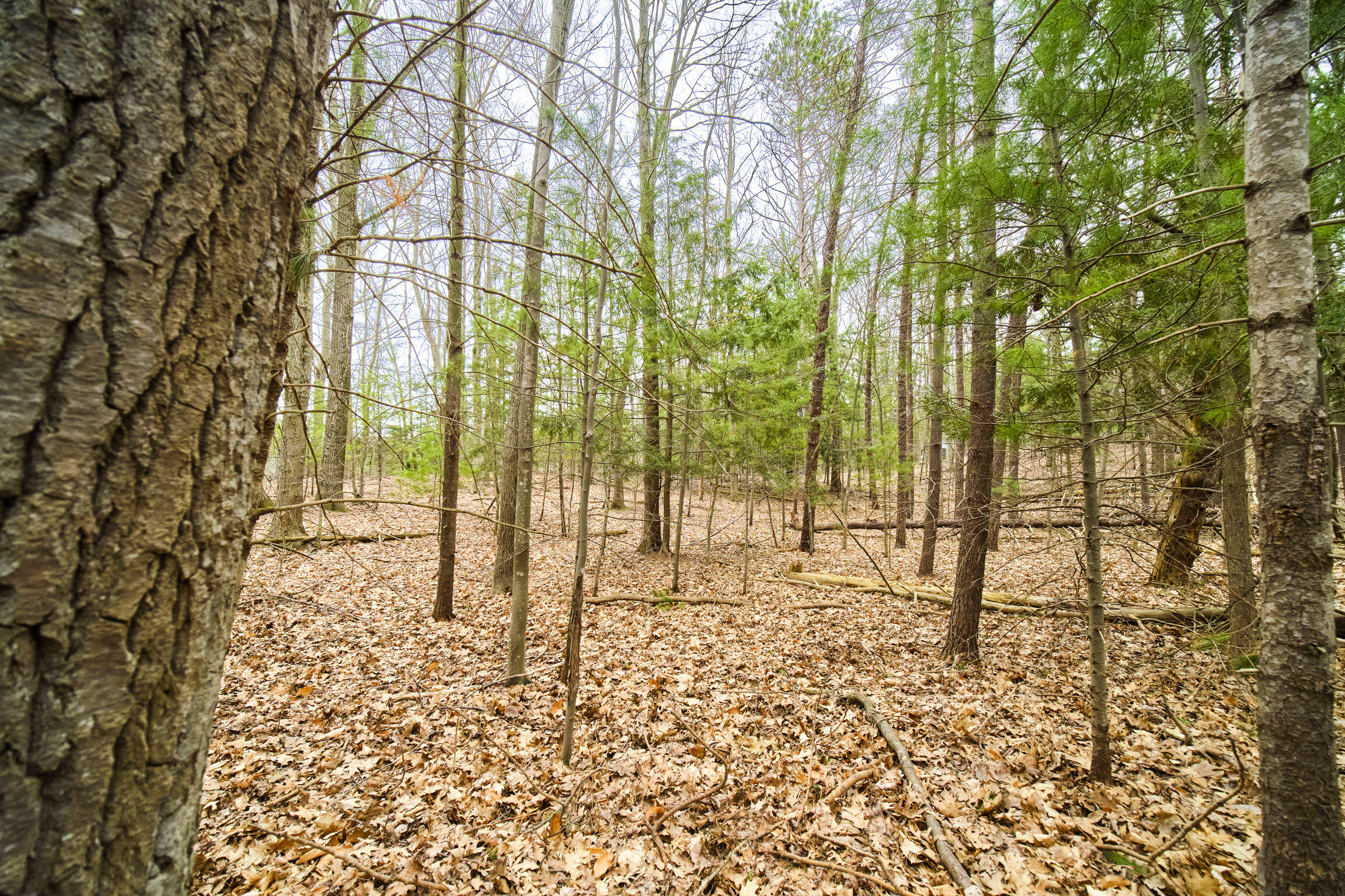 East Piney Road Manistee, MI 49660 - Photo 2 of 24 Piney Road