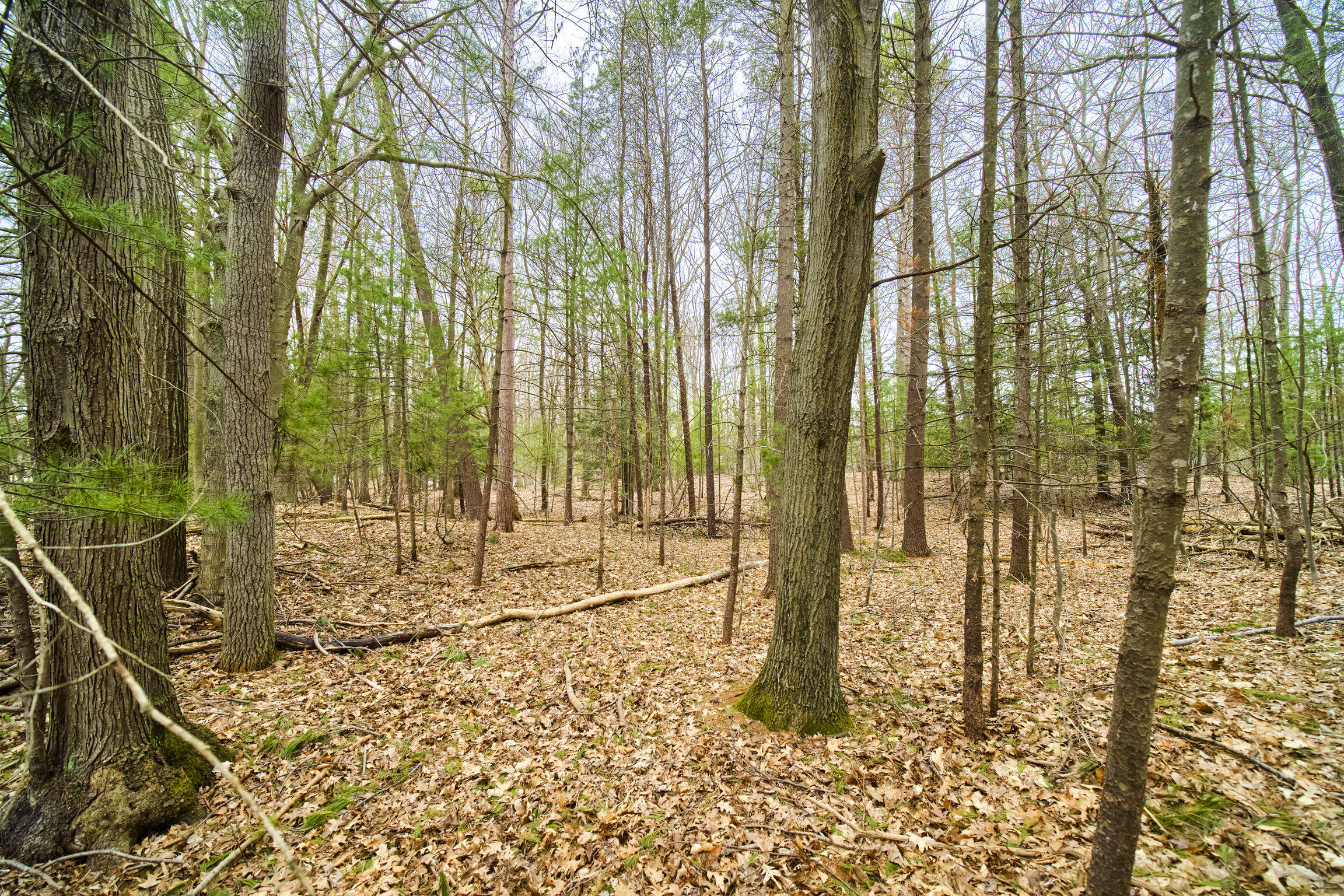 East Piney Road Manistee, MI 49660 - Photo 4 of 24 Piney Road