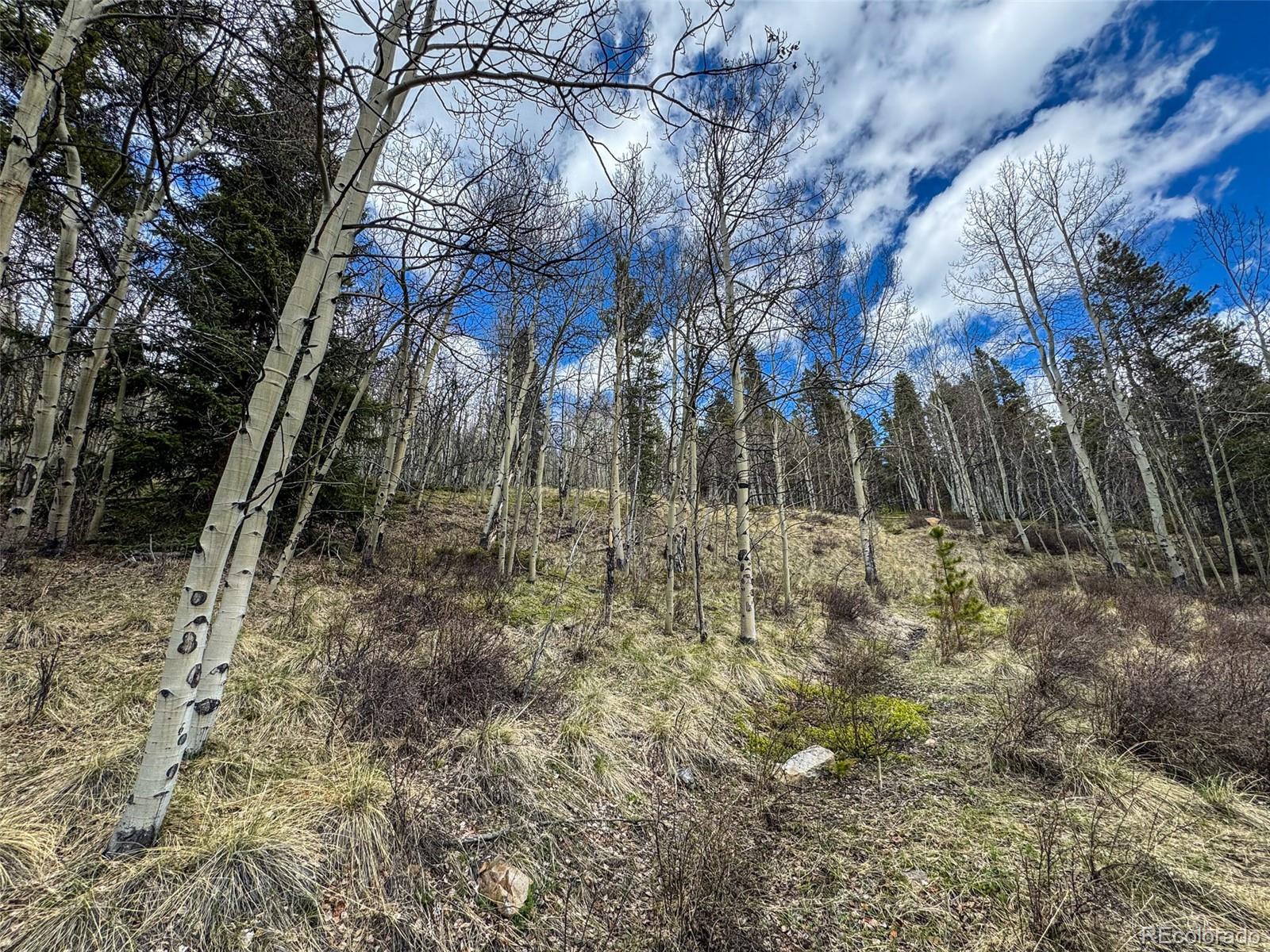 Buckeye Gulch Road Leadville, CO 80461 - Photo 8 of 9 a view of a yard with a tree