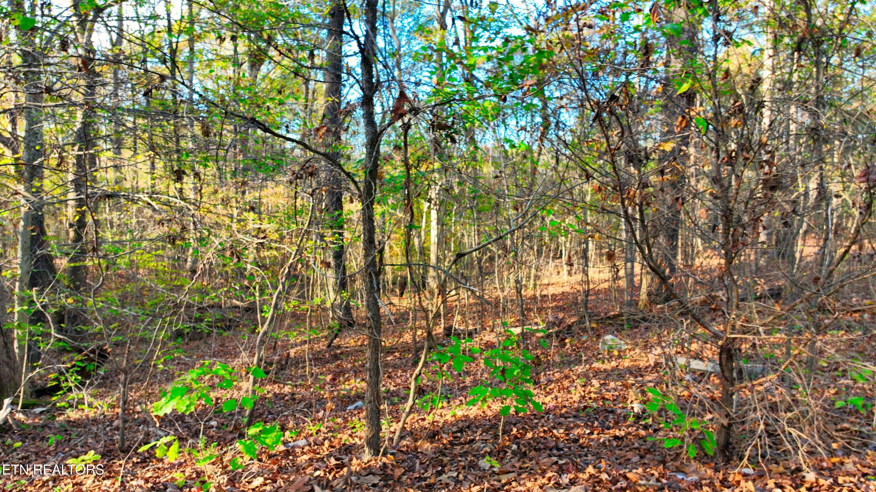 0 George Street Camden, TN 38320 - Photo 5 of 20 DJI_0372