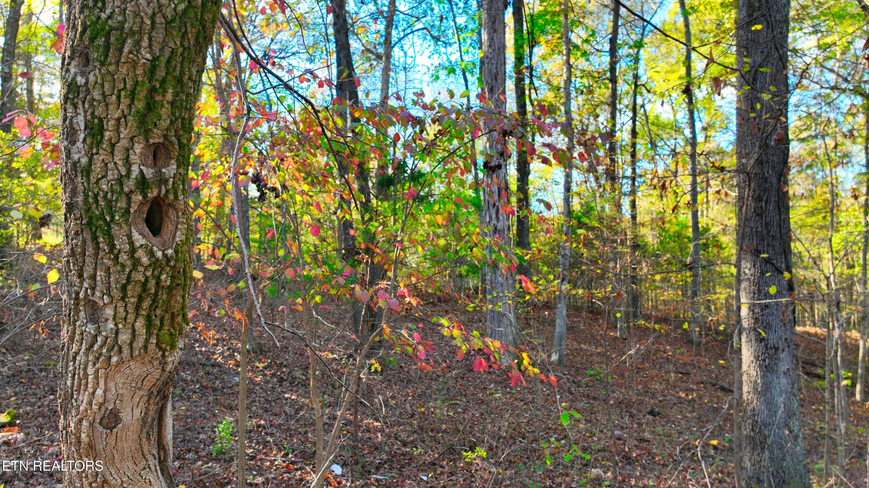 0 George Street Camden, TN 38320 - Photo 7 of 20 DJI_0361