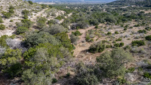 a view of a forest with a street