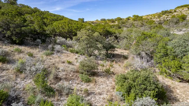 a view of a forest with a forest