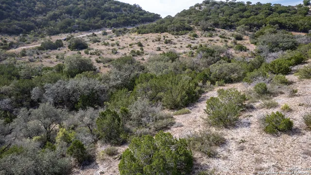 a view of a forest with a street