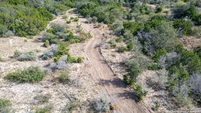 a view of a yard with plants and large trees