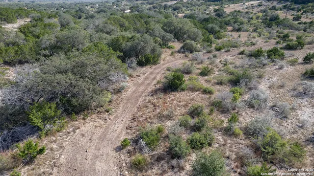 a view of a forest with lots of trees