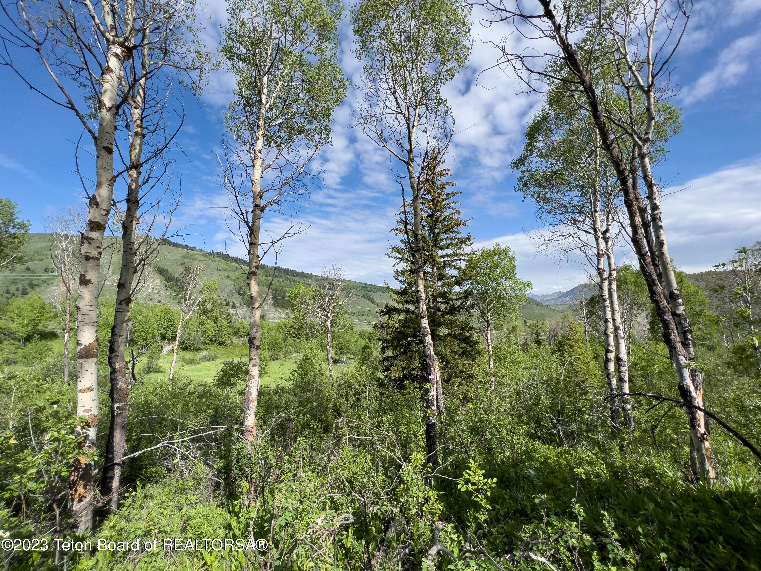 Rodeo Road Jackson, WY 83001 - Photo 12 of 25 Aspen Trees Good