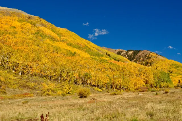 a view of outdoor space and a garden