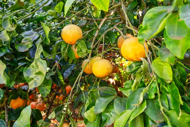 a view of a plant in a garden