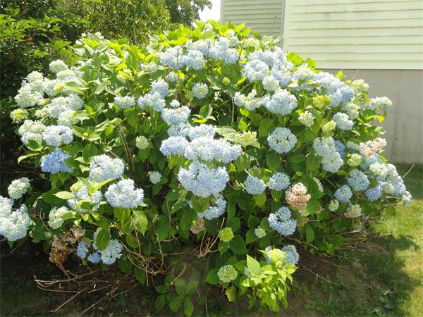 180 Standish Road Quincy, MA 02171 - Photo 16 of 18 Gallery Image 16