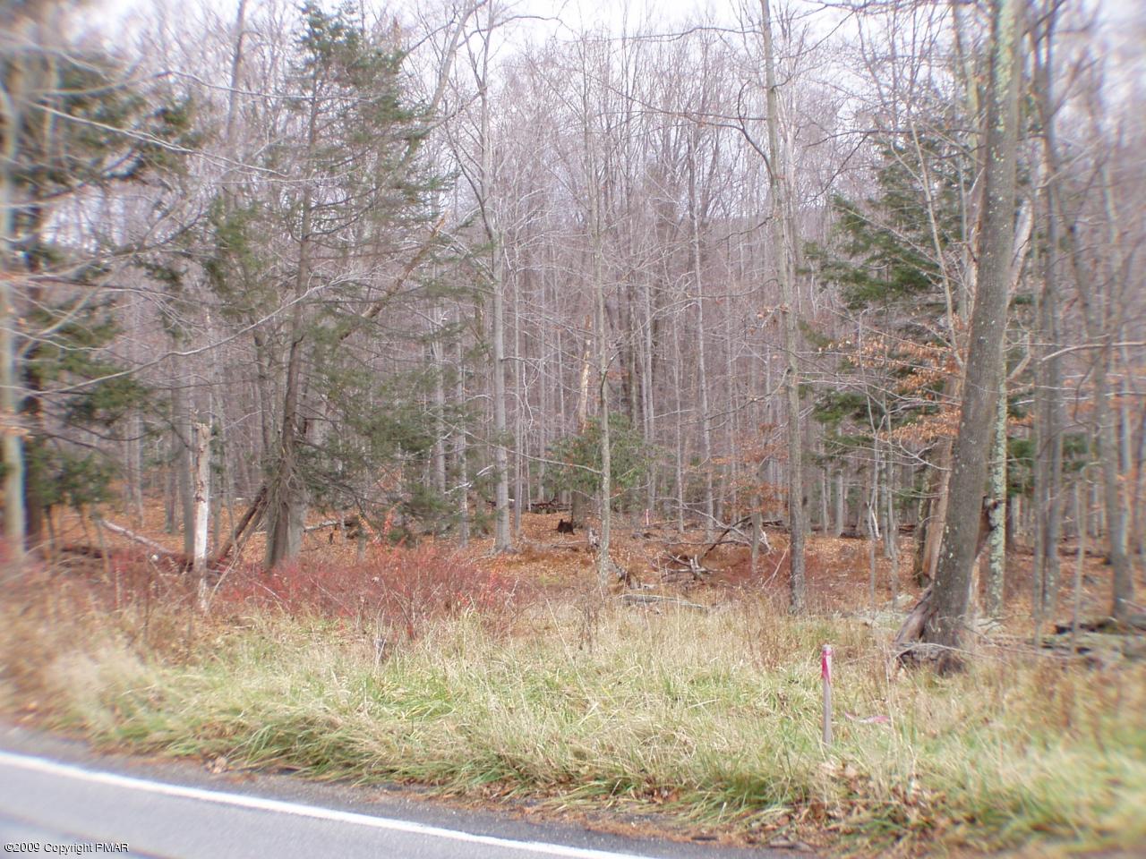 447 Rt Canadensis Pa Canadensis, PA 18325 - Photo 2 of 5 a view of three trees in a forest