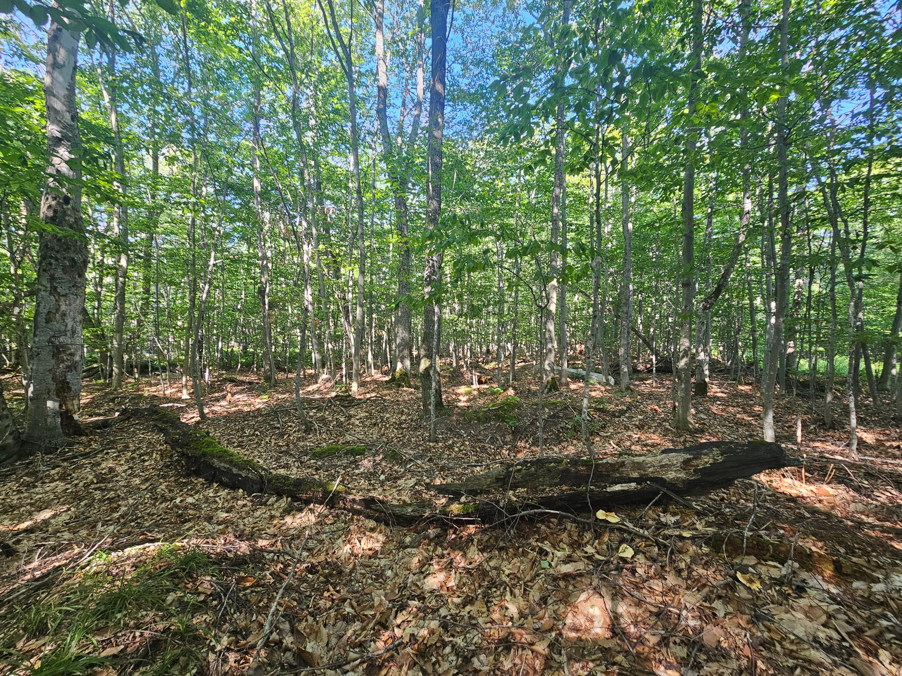 0 Sherman Road Germfask, MI 49836 - Photo 5 of 16 Gallery Image 5
