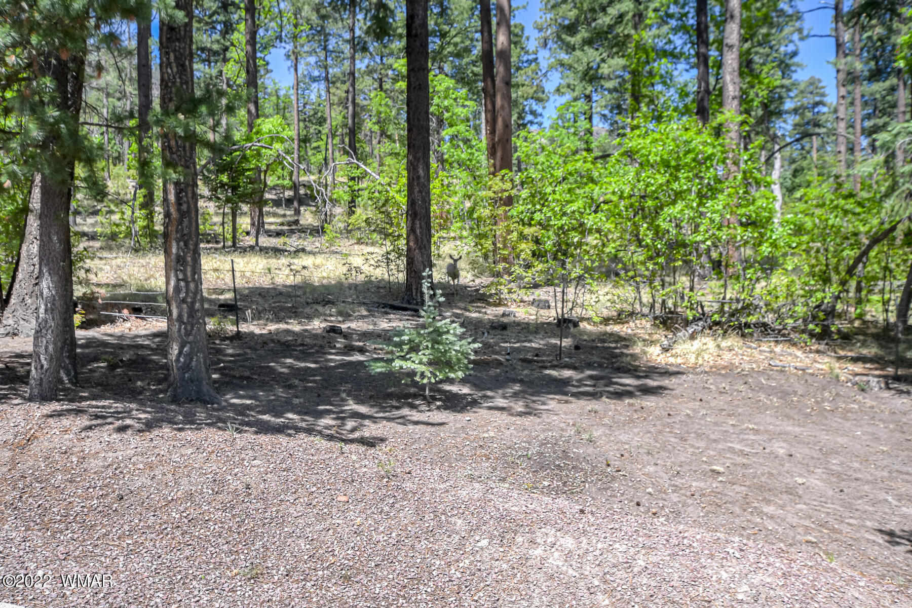 9 County Road Alpine, AZ 85920 - Photo 13 of 47
