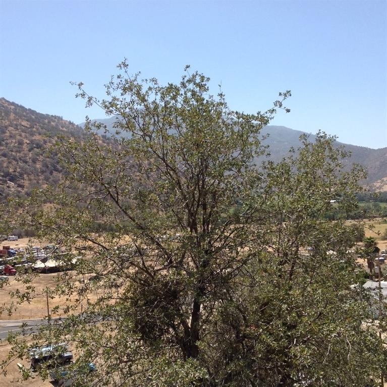 37100 Balch Park Road Springville, CA 93265 - Photo 28 of 36 Additional Photo