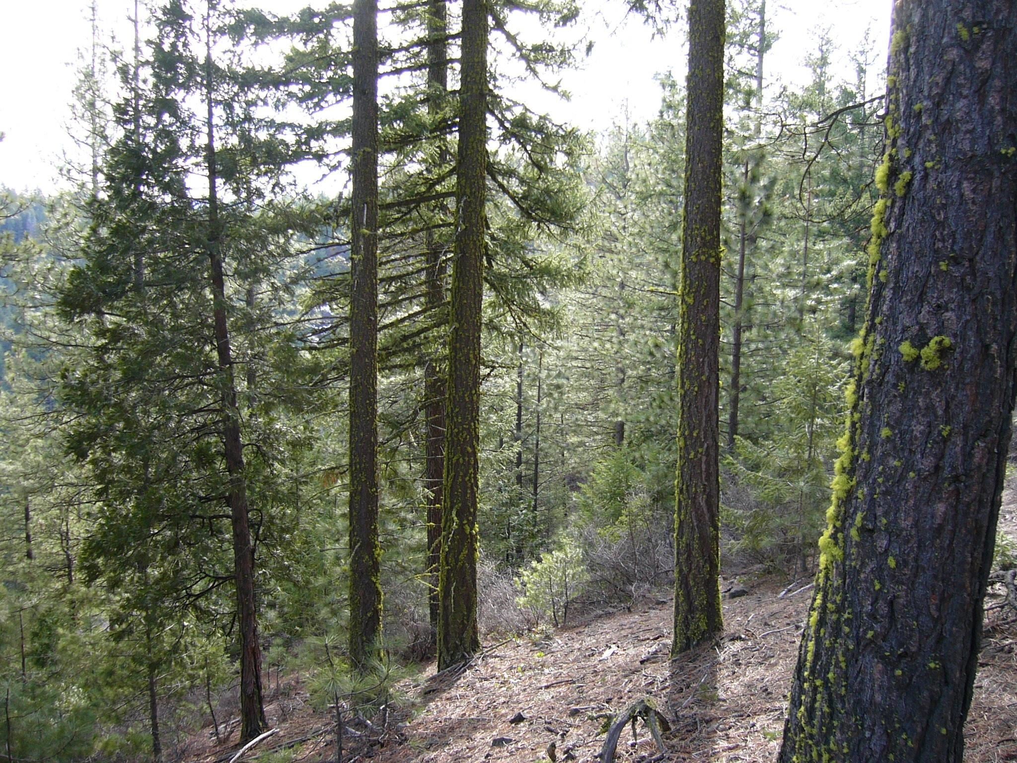 159.4 Acres Ridge Road Yreka, CA 96097 - Photo 17 of 23 Gallery Image 17