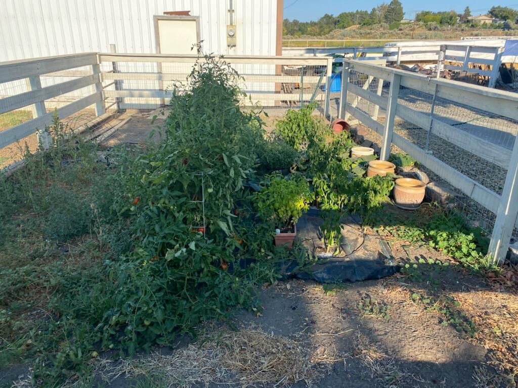 78711 Doherty Road Hermiston, OR 97838 - Photo 8 of 27 Garden area next to shop/barn