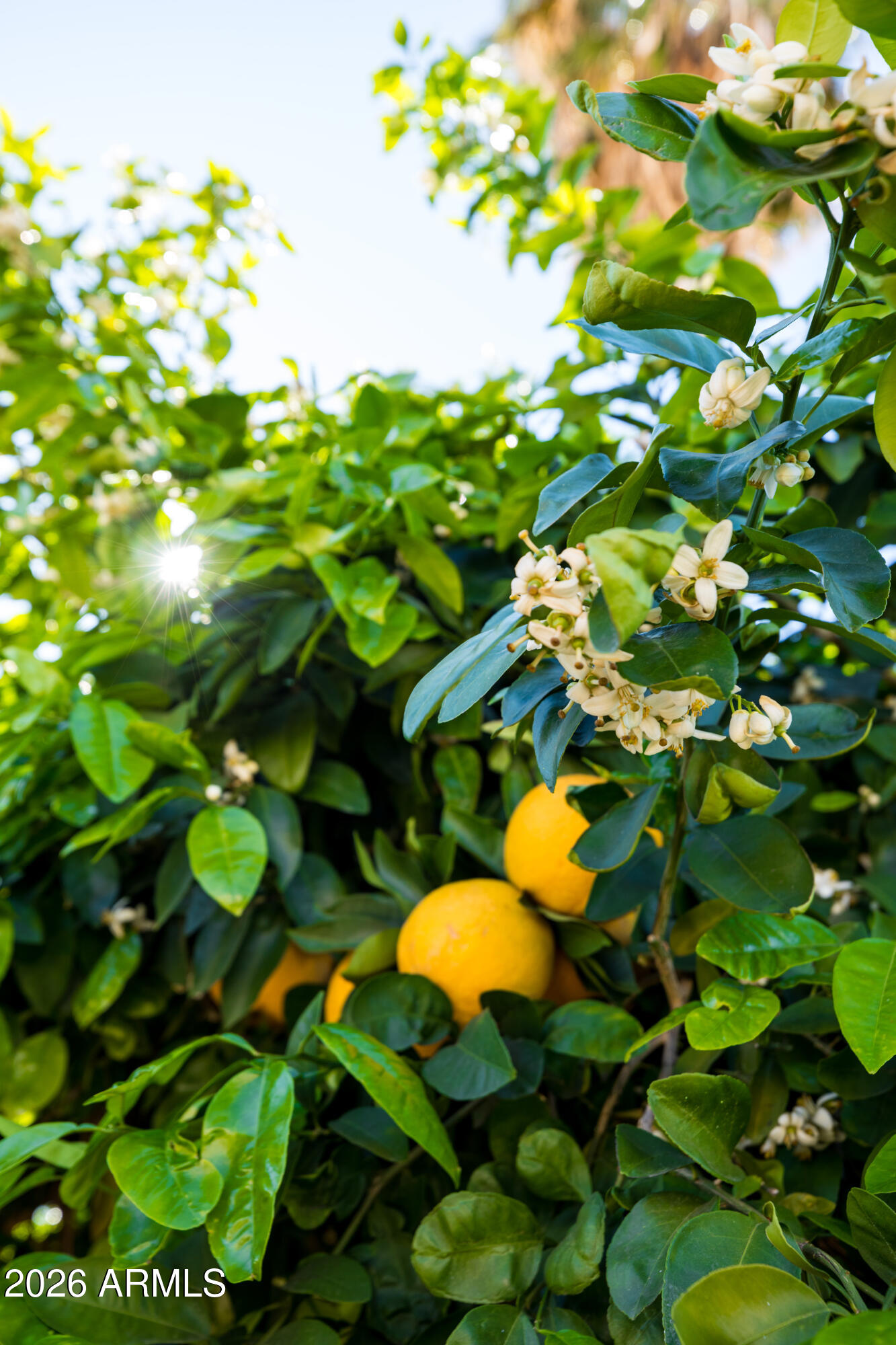 1305 West Wagoner Road Phoenix, AZ 85023 - Photo 26 of 31 1305 W WAGONER RD,