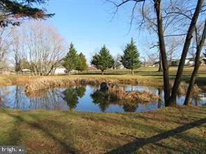 a view of a park with large trees