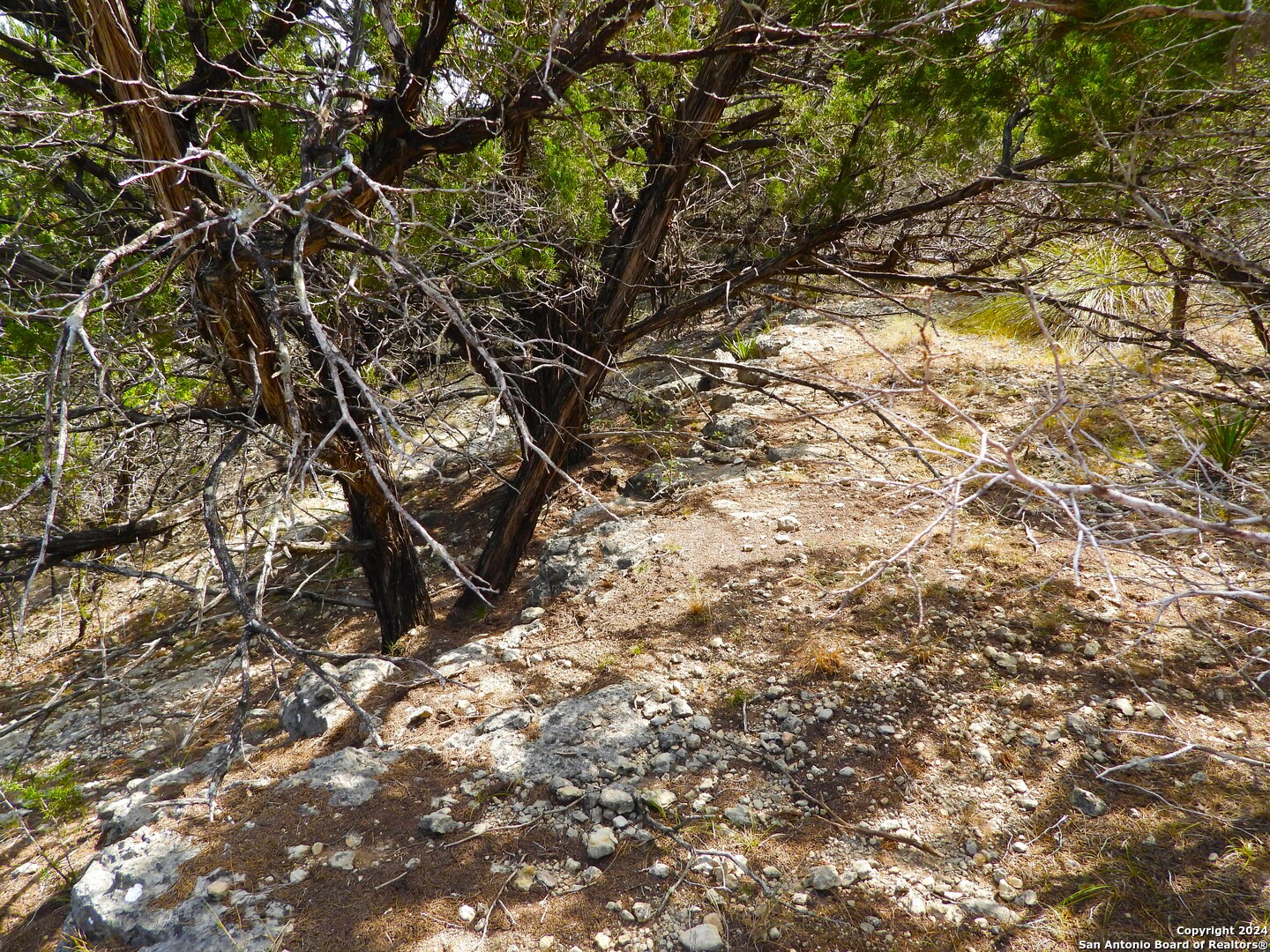 Tbd Simmons Road Lakehills, TX 78063 - Photo 19 of 22 a view of tree