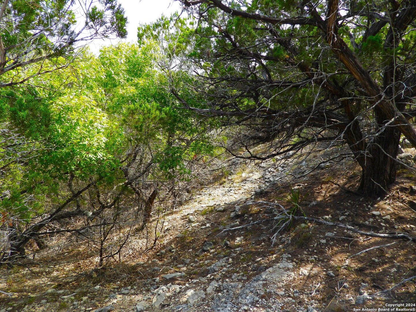 Tbd Simmons Road Lakehills, TX 78063 - Photo 20 of 22 a view of a tree in a yard